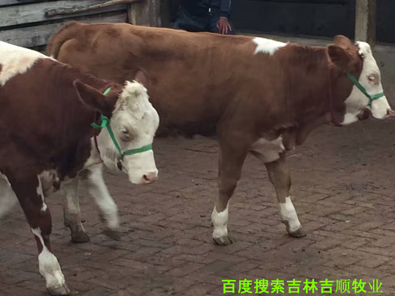 肉牛养殖过程中的疫病防控,肉牛常见病特征与防控知识集