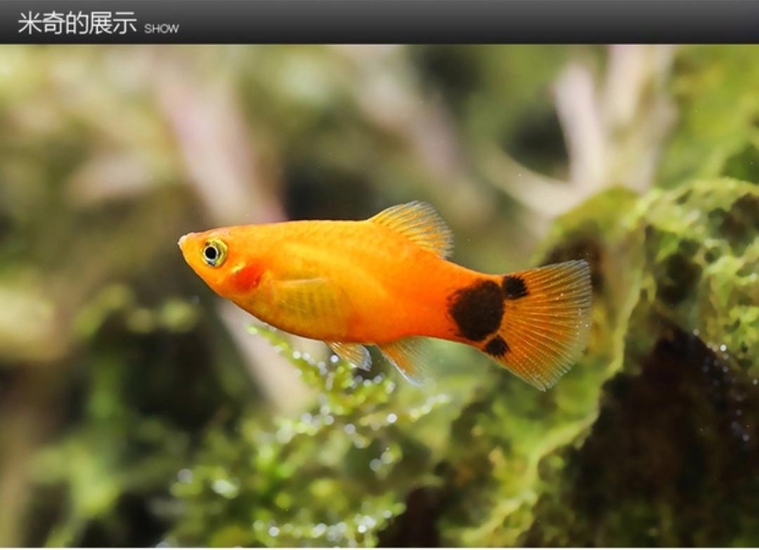 观赏鱼月光美人,热带发财鱼观赏鱼