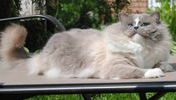 吸猫大赛第一名,吸猫大赛白喵