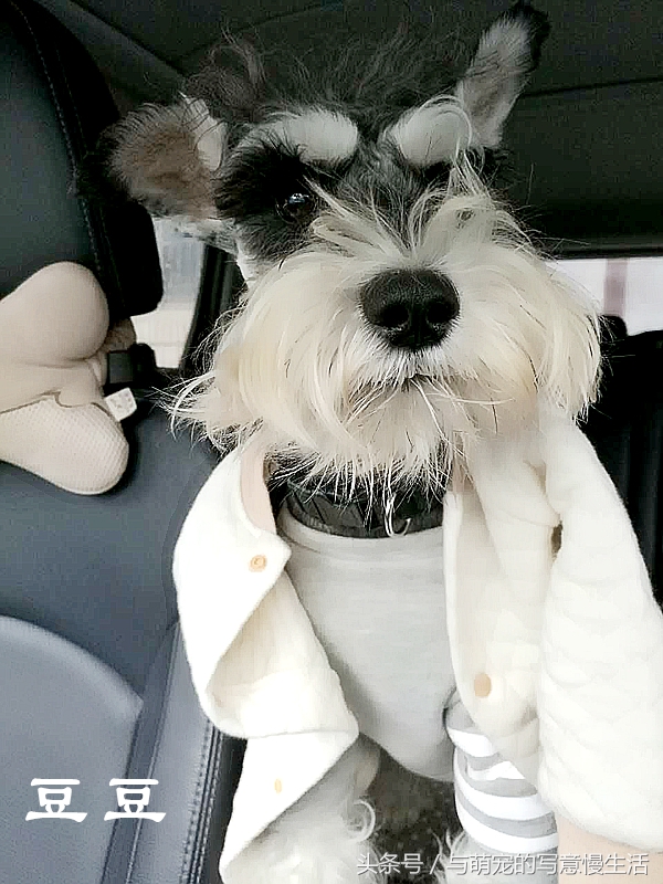 果太后的鸭梨官司——阿狼正传(三)