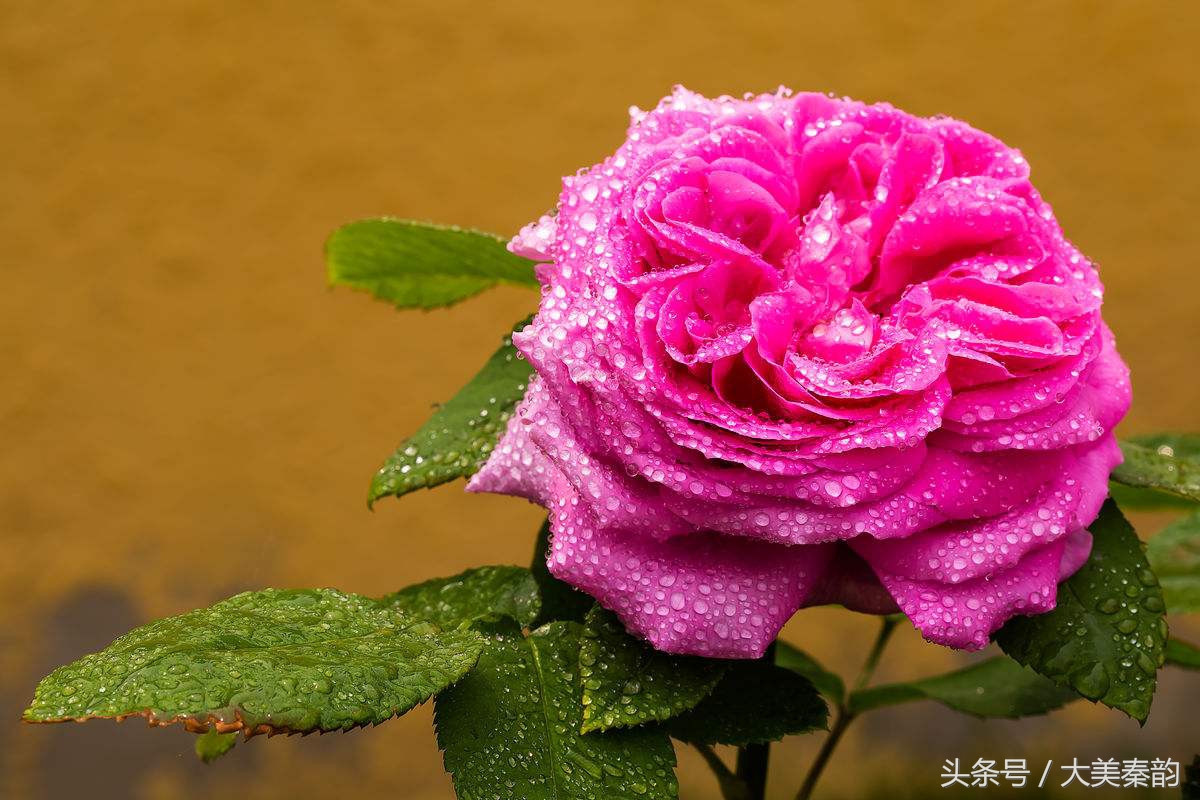 全国各地市花大全,各地市花是什么花