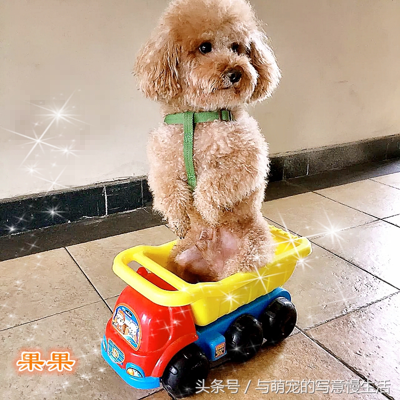 果太后的鸭梨官司——阿狼正传(三)