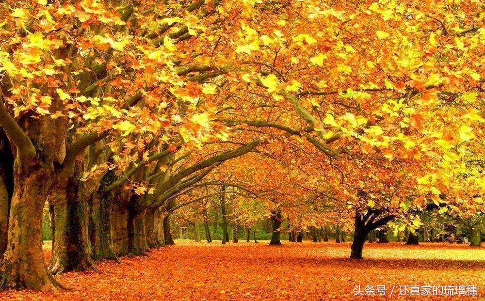 秋风落叶七绝诗词,秋风扫落叶诗句图片