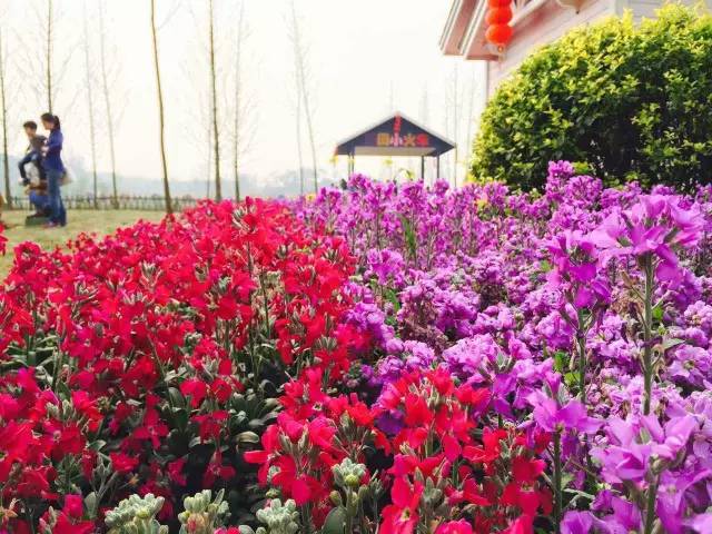 福利春季晒花大赛开始投票啦，价值万元好礼等你来拿！（后附石象湖门票中奖名单）