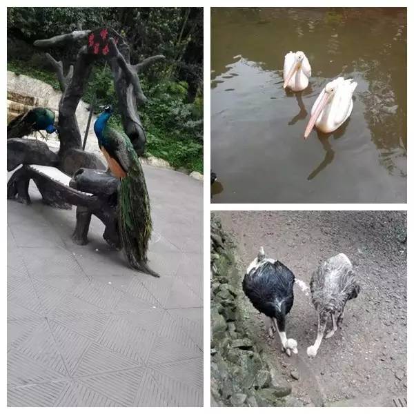 成都附近动物城,成都周边动物乐园