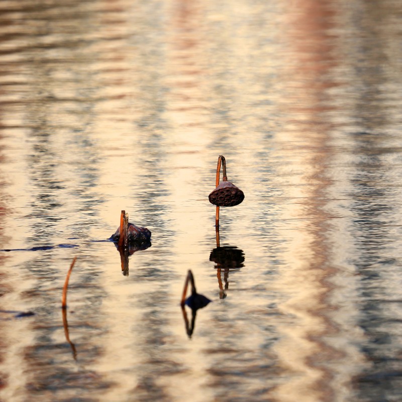 荷花依然淡淡香,走过四季荷花依然香下一句