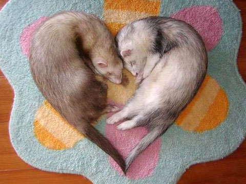 宠物貂的养殖与管理,宠物貂饲养的注意事项