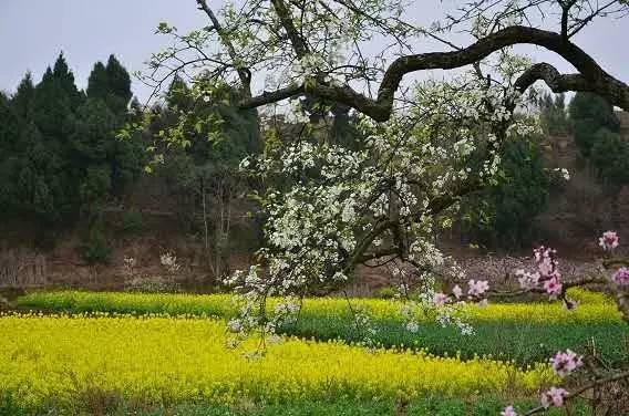 福利春季晒花大赛开始投票啦，价值万元好礼等你来拿！（后附石象湖门票中奖名单）