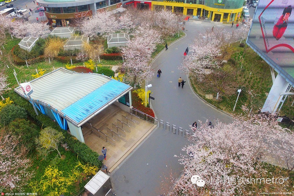 看樱花不用远赴日本,看樱花不用去武汉关庙也可以看