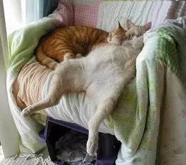 世界睡眠日医生说要这样睡,世界睡眠日睡不着睡不醒都要警惕