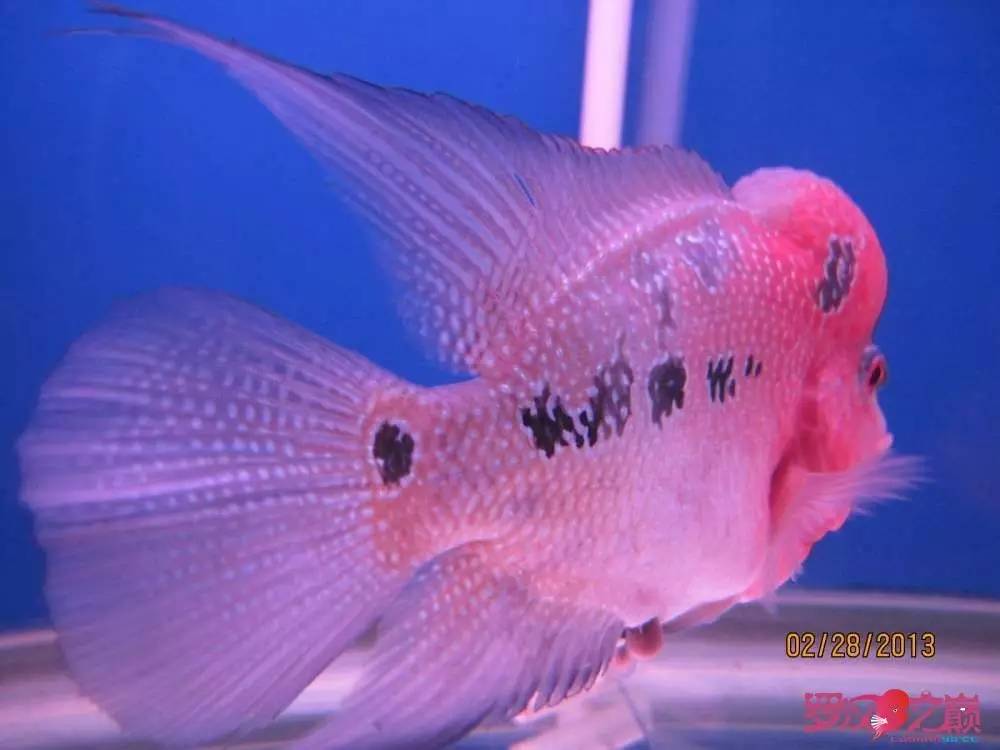 慢性肠炎怎么治疗好能彻底去根,猫胃肠炎的症状判断及治疗方法