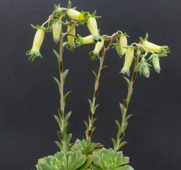 罗西玛种类,罗西玛多肉杂交品种