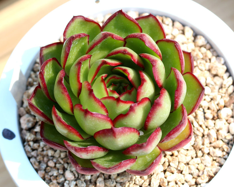 罗西玛种类,罗西玛多肉杂交品种