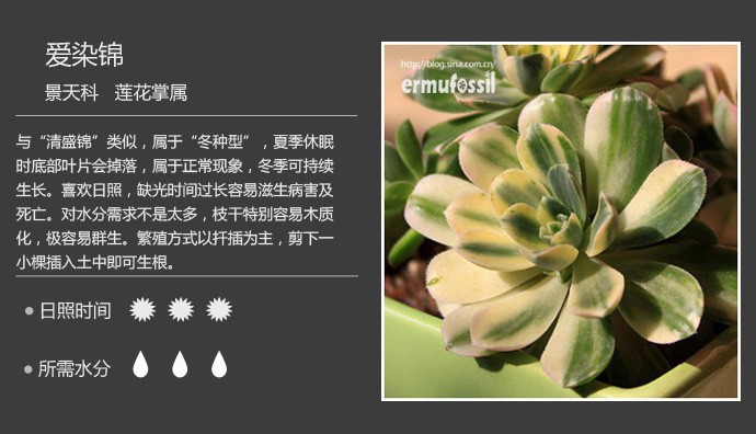 史上最全的多肉植物名字对照图，终于找齐了！