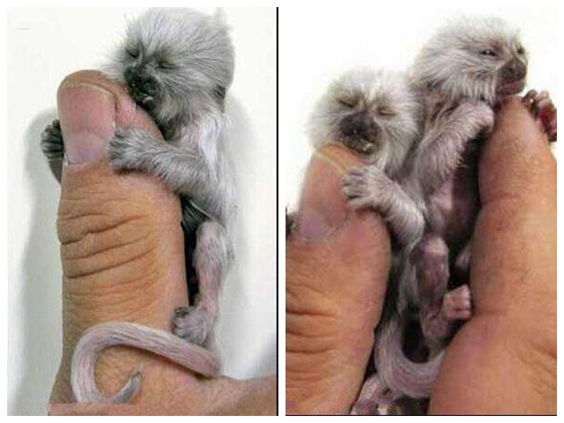 世界上最小的猴子图,世界上最小的猴子竟然只有拇指大
