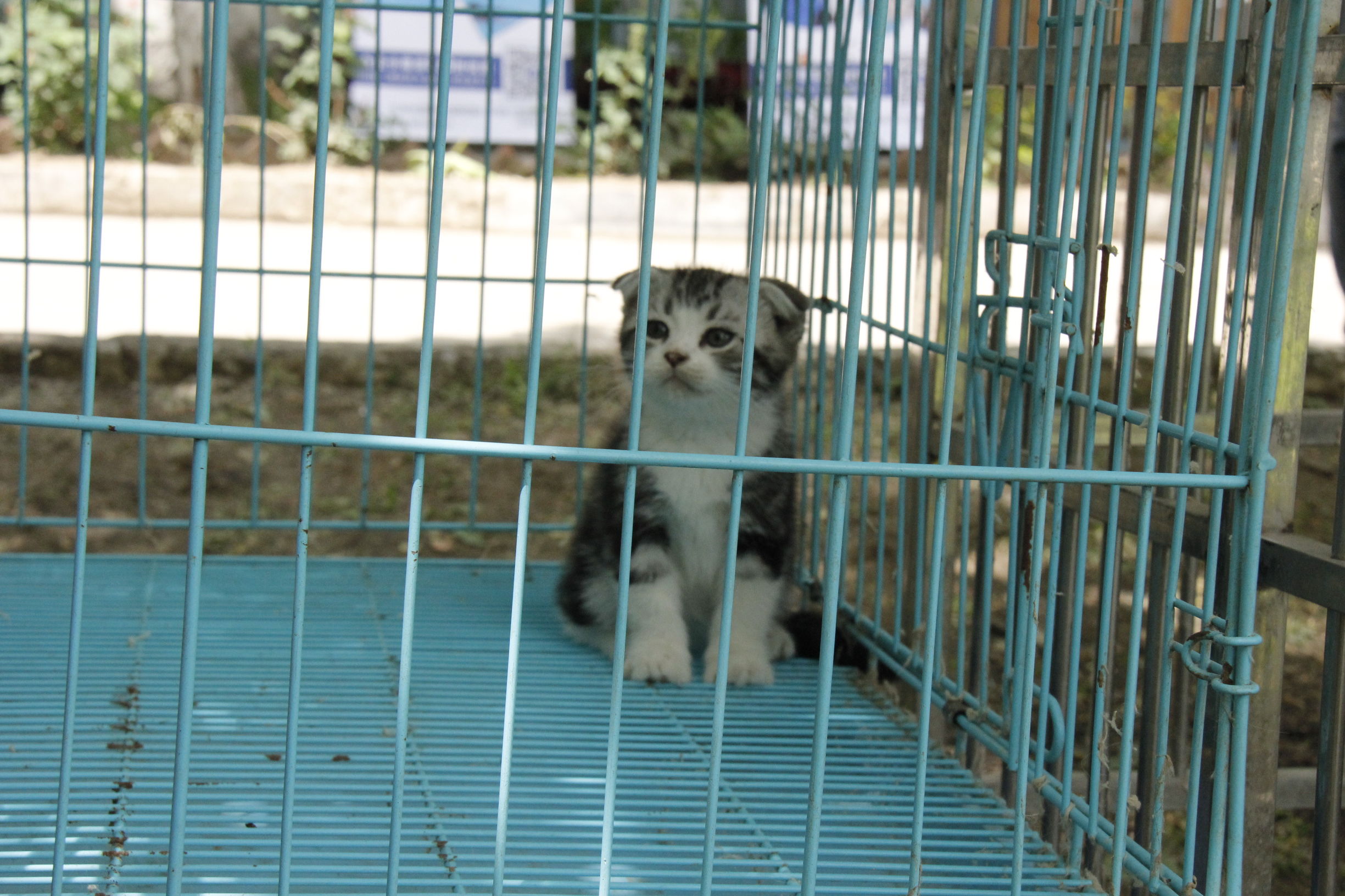 simon说狗：京北唯一纯种犬狗狗集市开业见闻