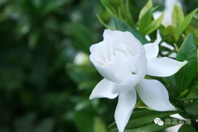 美文静心心语,美文心理朗诵