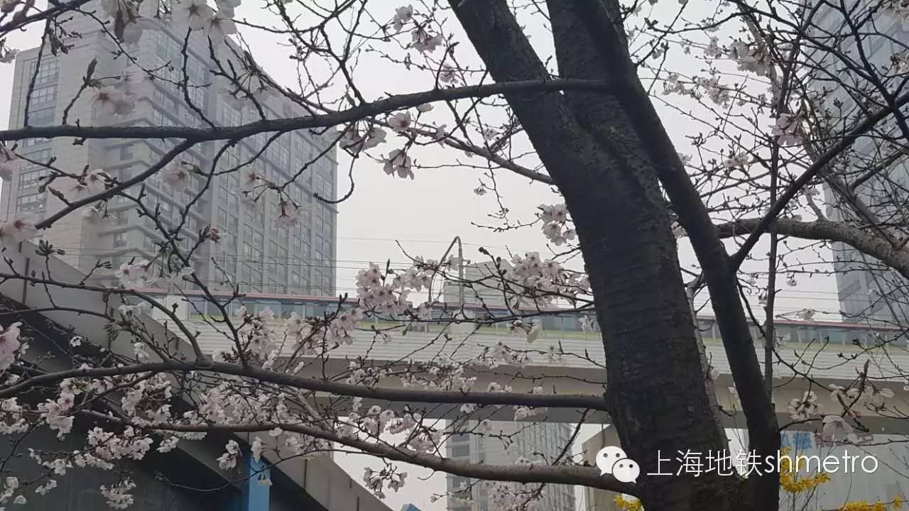 看樱花不用远赴日本,看樱花不用去武汉关庙也可以看