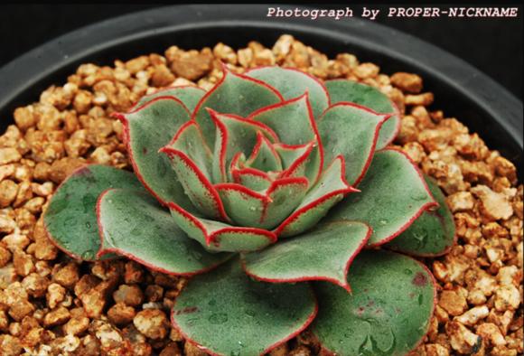 罗西玛种类,罗西玛多肉杂交品种