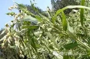 春季野菜采摘图解高清图片,春季野菜多种做法