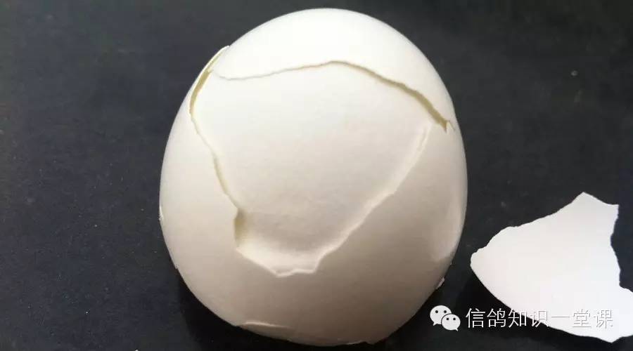 雏鸽淘汰最佳方法,雏鸽出壳迟后两三天什么原因