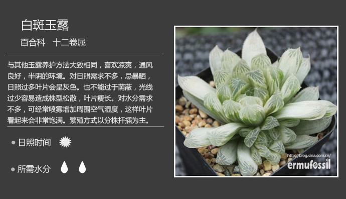 史上最全的多肉植物名字对照图，终于找齐了！