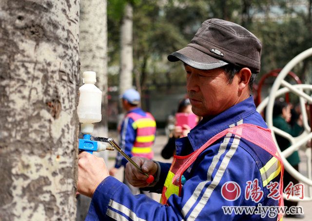 给柳树杨树打针,给杨树打避孕针