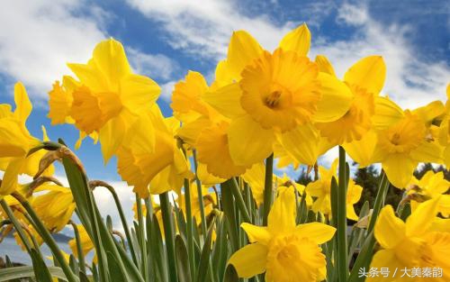 全国各地市花大全,各地市花是什么花