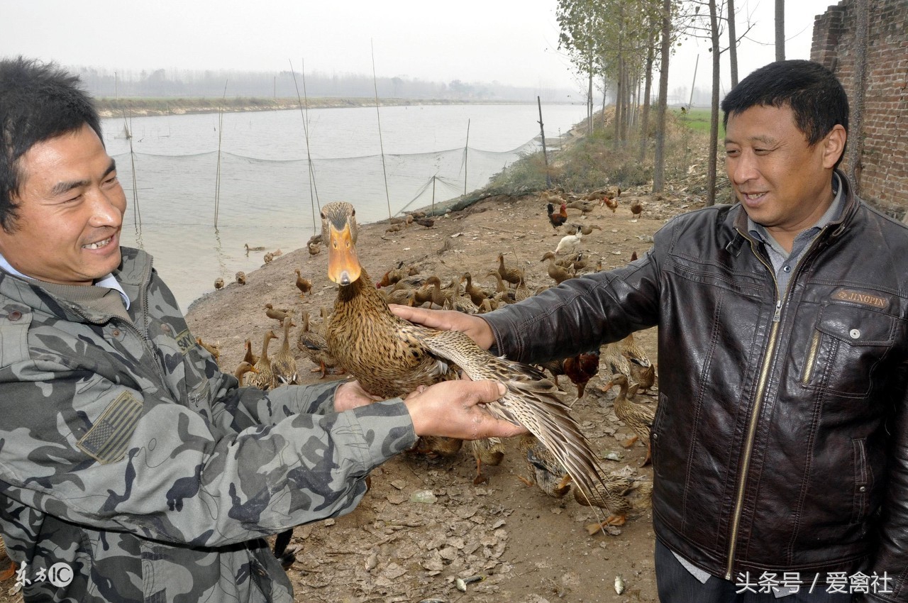 蛋鸭养殖注意事项及管理,养殖蛋鸭需要注意事项