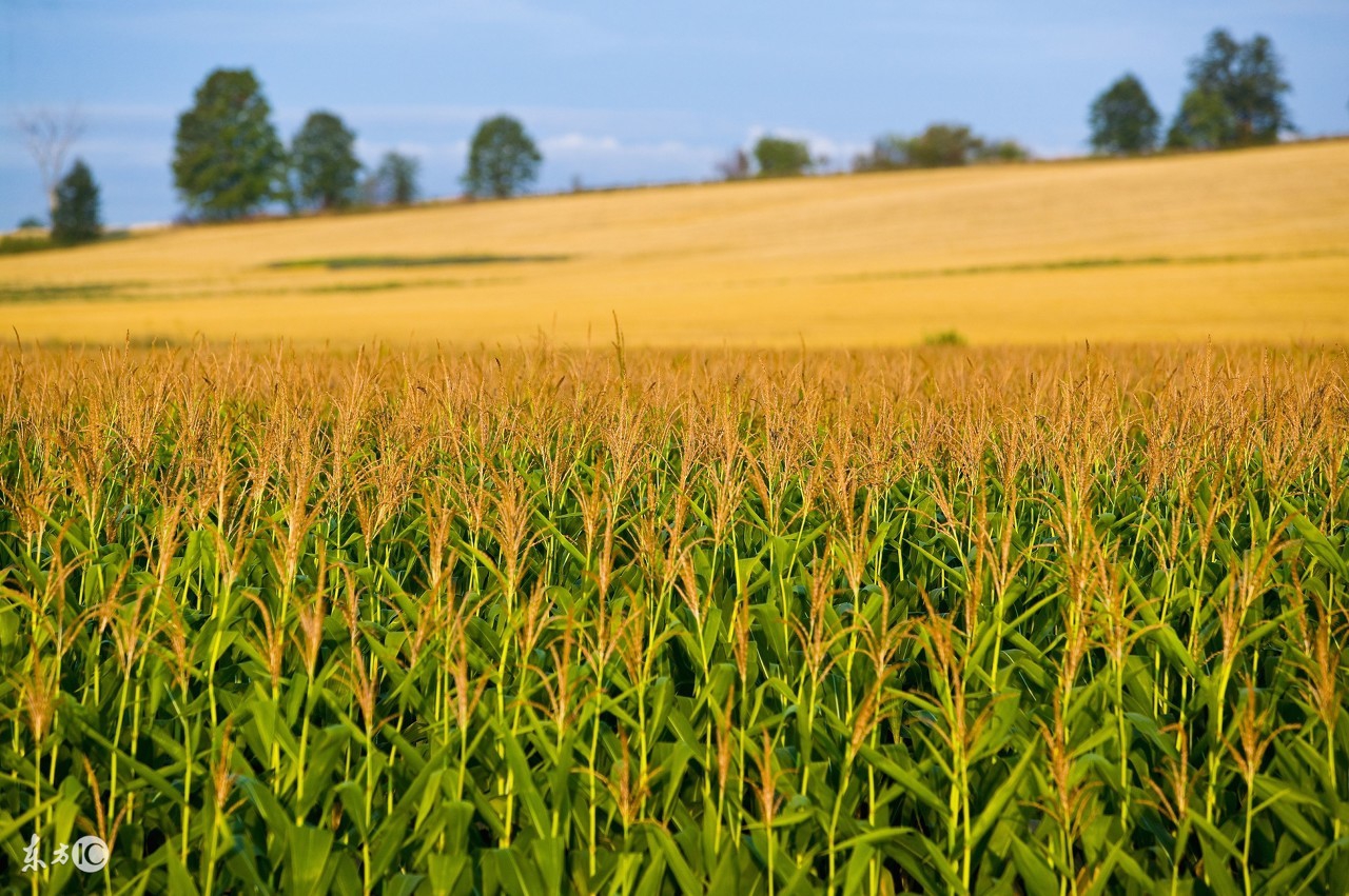 食物到底是从哪里来的,食物是怎么产生的