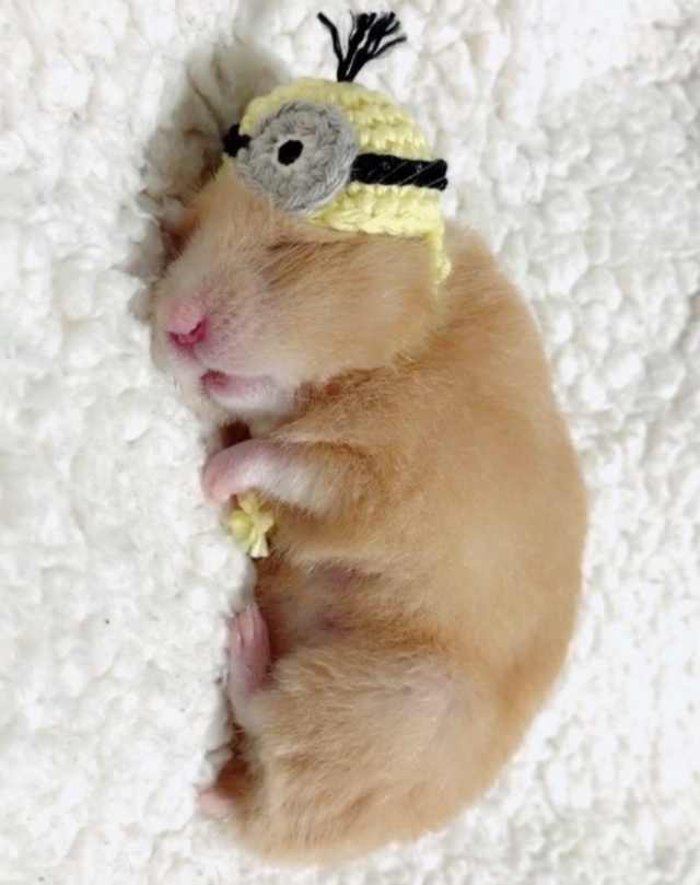 浠撻紶鍙埍钀屽寲,鍙埍鐨勫皬浠撻紶cosplay