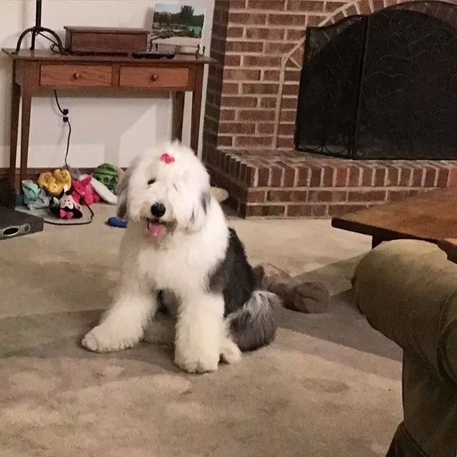 原来古牧就是这么拼出来的,难怪人们这么喜欢它!