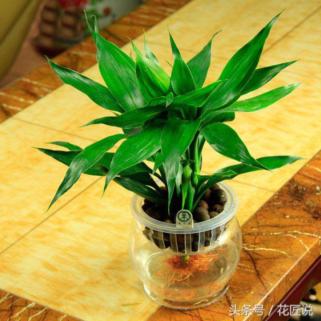 如何长好发财竹,贵竹养得翠绿欲滴亦象征着财运旺