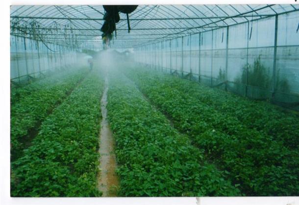 西安外事学院毕业生辞职卖红薯，走农创这条路值得吗？