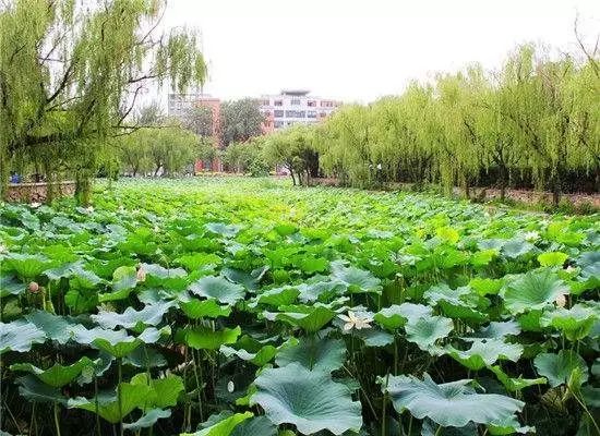 南开大学的优势与缺点,南开大学越来越不好了吗