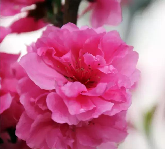 相约一起赏樱花,相约樱花园美景图片