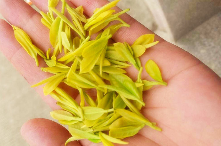 黄金芽茶叶界的又一大奇葩,最顶级的黄金芽茶叶