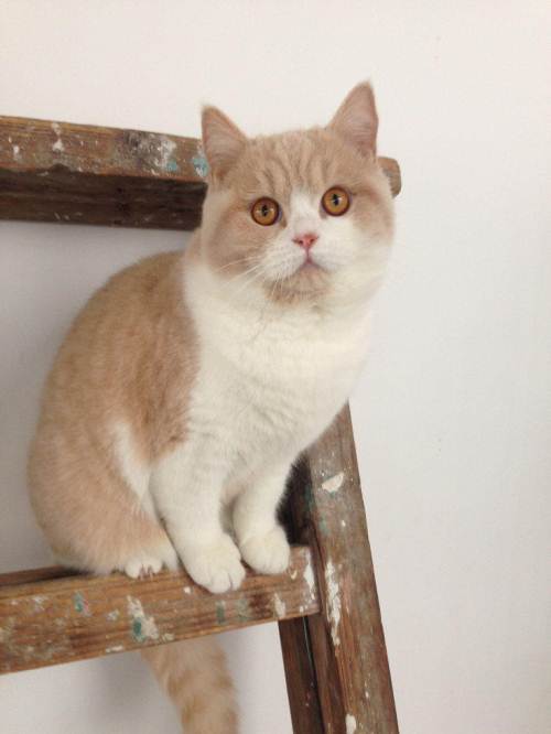 英短乳白猫重点色,英短灰白猫丁香色