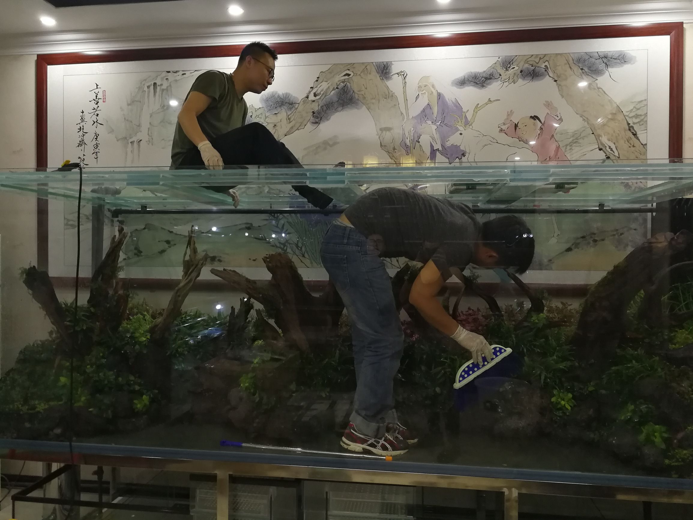 水草缸可以养龙鱼吗,震撼草缸