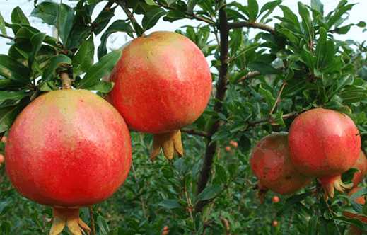 怎么挑选石榴最好,怎么挑选石榴好吃