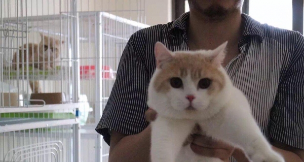 英短乳白猫重点色,英短灰白猫丁香色