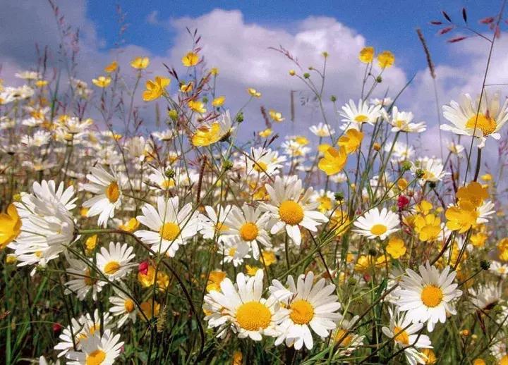 每逢佳节倍思亲又是一年九重阳,九九重阳每逢佳节倍思亲