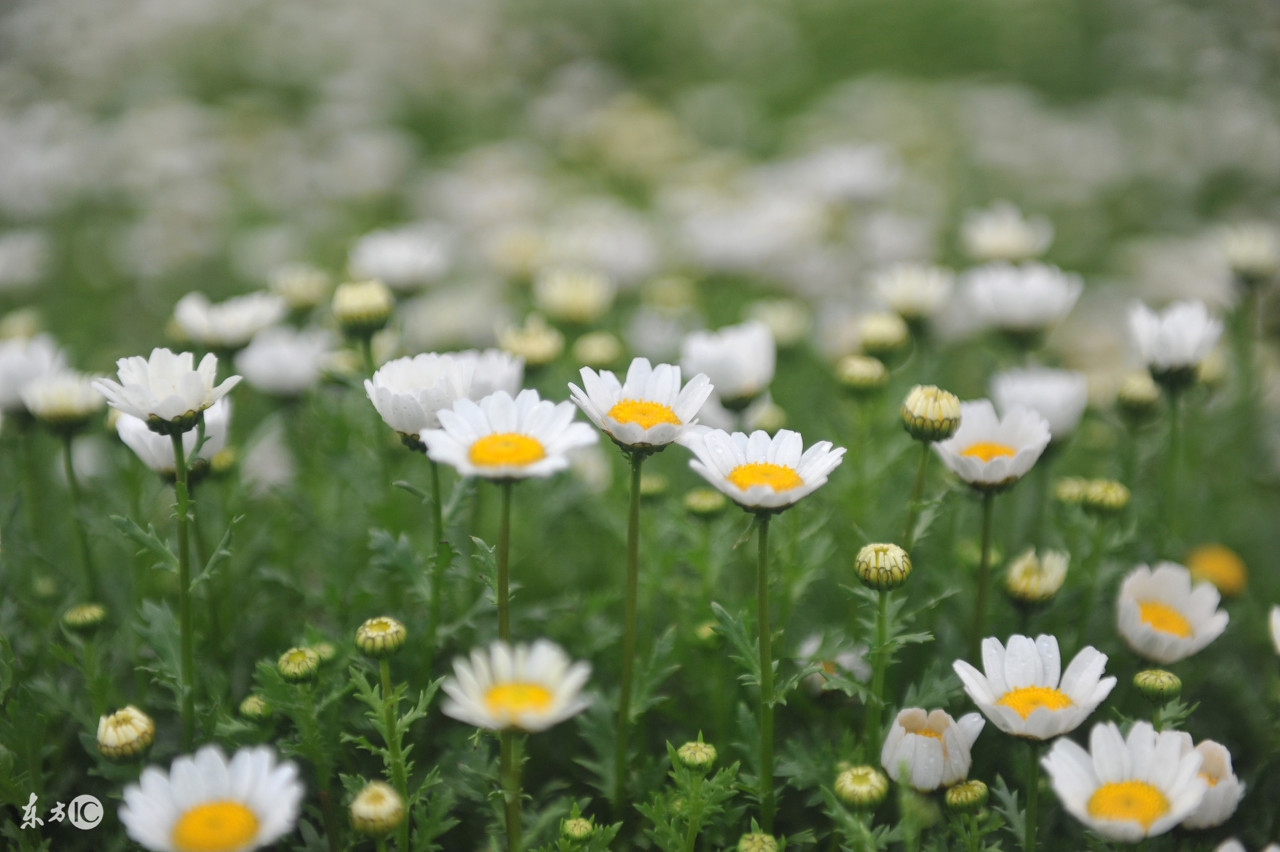 一花一世界一叶一菩提本来无一物,一花一世界一叶一菩提