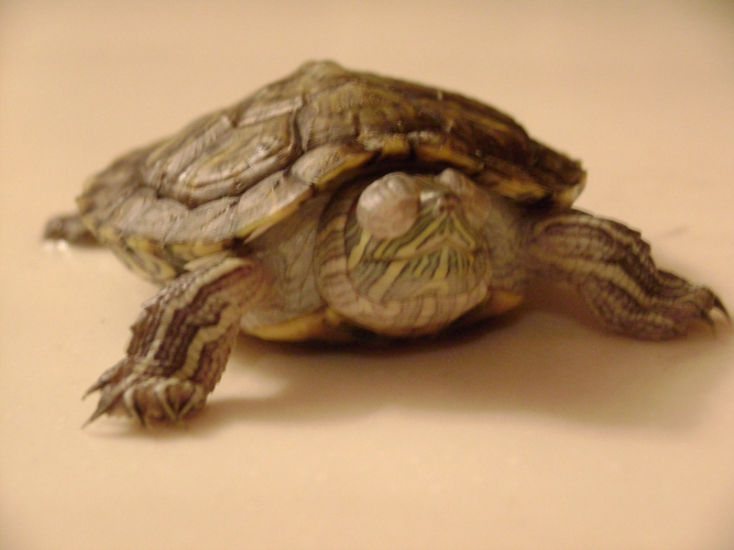 小病怎么治疗才有效,小病治疗常识大全