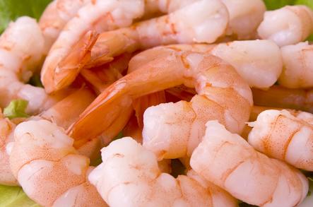 虾的功效与作用及禁忌,虾与什么食物之间有禁忌