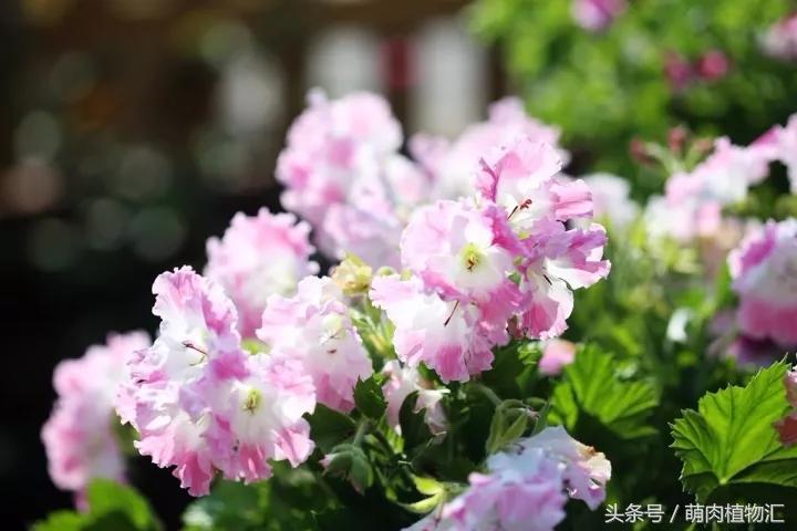 10月适合养的草花 (适合北方的春季草花)