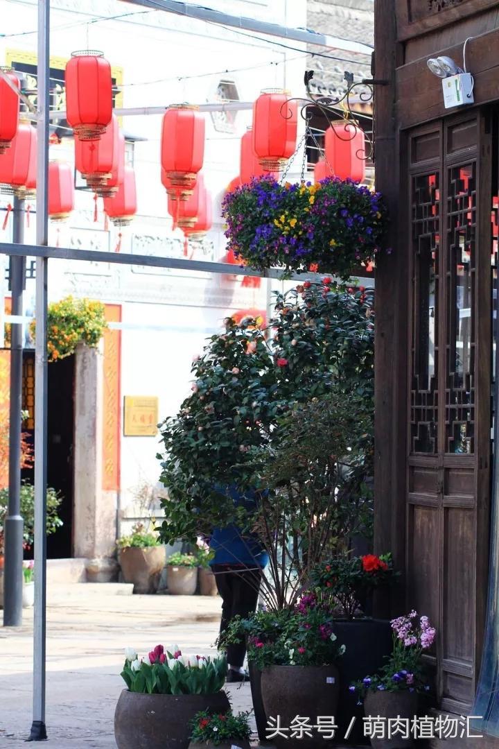 10月适合养的草花 (适合北方的春季草花)