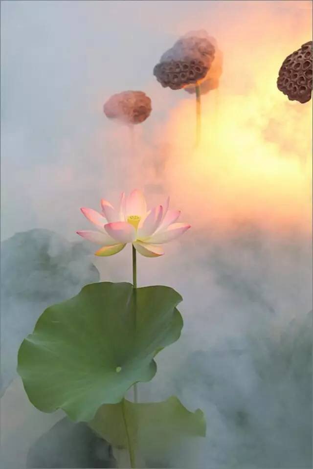 一花一世界一叶一菩提,禅悟一花一世界一叶一菩提