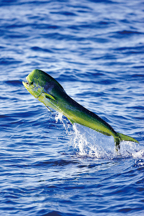 东海及台湾海峡：赤潮次数增加，优质鱼类减少