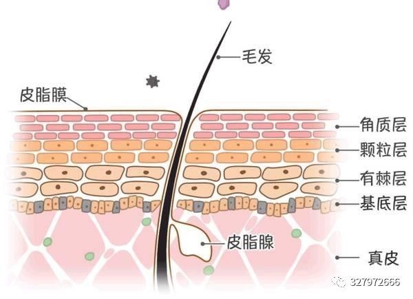 朵嘉浓可以修复肌肤屏障吗,朵嘉浓怎么修护激素脸